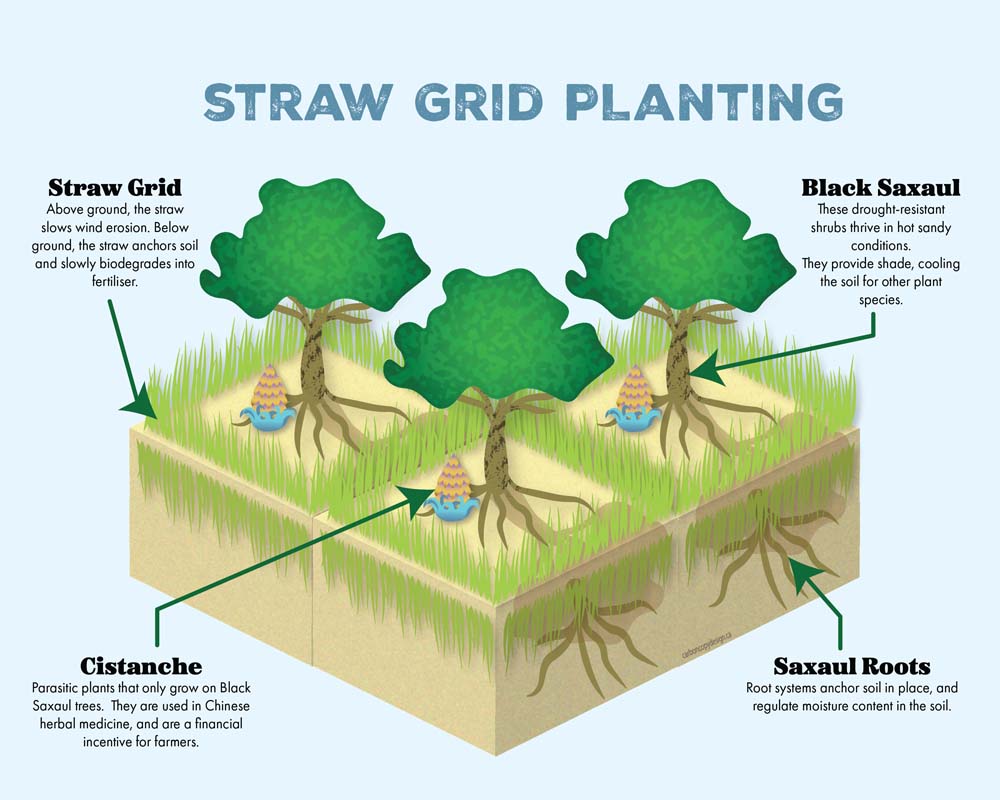 Straw Grid Planting Infographic